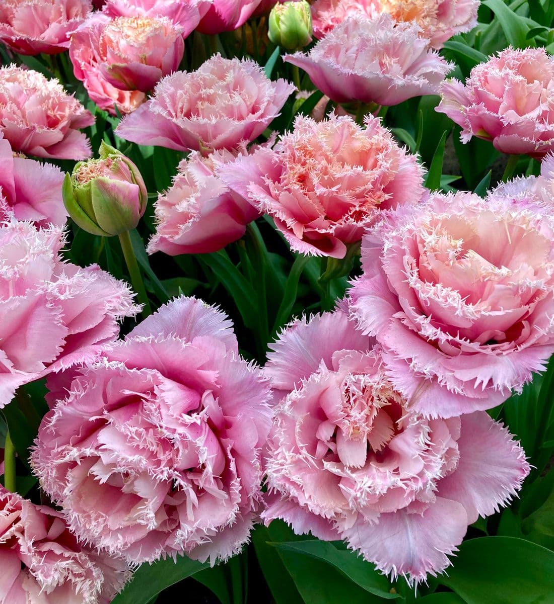 Detail růžových třepenitých tulipánů